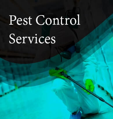 Pest Control Launceston